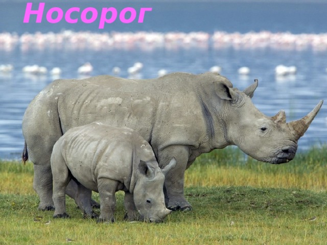 Носорог 