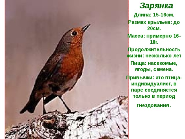  Зарянка Длина: 15-16см. Размах крыльев: до 20см. Масса: примерно 16-18г. Продолжительность жизни: несколько лет Пища: насекомые, ягоды, семена. Привычки: это птица-индивидуалист, в паре соединяется только в период гнездования . 