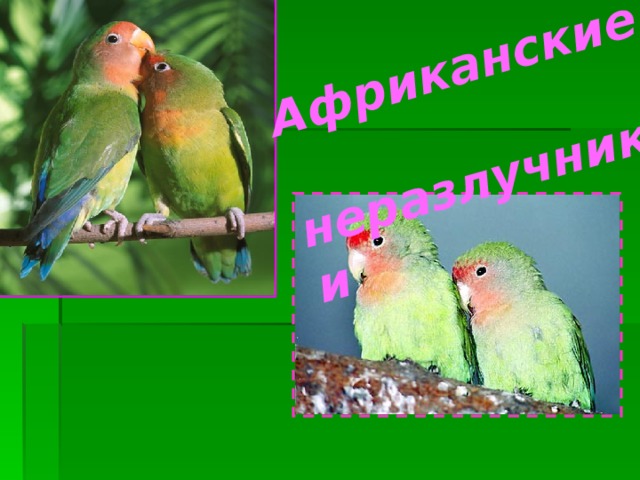 Африканские неразлучники 
