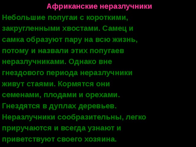  Африканские неразлучники Небольшие попугаи с короткими, закругленными хвостами. Самец и самка образуют пару на всю жизнь, потому и назвали этих попугаев неразлучниками. Однако вне гнездового периода неразлучники живут стаями. Кормятся они семенами, плодами и орехами. Гнездятся в дуплах деревьев. Неразлучники сообразительны, легко приручаются и всегда узнают и приветствуют своего хозяина. 