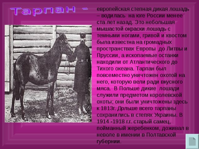 европейская степная дикая лошадь – водилась на юге России менее ста лет назад. Это небольшая мышастой окраски лошадь с темными ногами, гривой и хвостом была известна на громадных пространствах Европы до Литвы и Пруссии, а ископаемые останки находили от Атлантического до Тихого океана. Тарпан был повсеместно уничтожен охотой на него, которую вели ради вкусного мяса. В Польше дикие лошади служили предметом королевской охоты; они были уничтожены здесь к 1813г. Дольше всего тарпаны сохранились в степях Украины. В 1914 -1918 г.г. старый самец, пойманный жеребенком, доживал в неволе в имении в Полтавской губернии. 