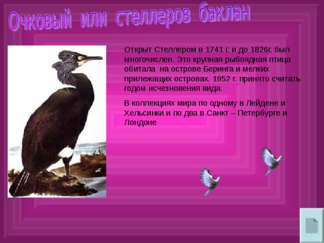 Открыт Стеллером в 1741 г. и до 1826г. был многочислен. Это крупная рыбоядная птица обитала на острове Беринга и мелких прилежащих островах. 1952 г. принято считать годом исчезновения вида. В коллекциях мира по одному в Лейдене и Хельсинки и по два в Санкт – Петербурге и Лондоне 