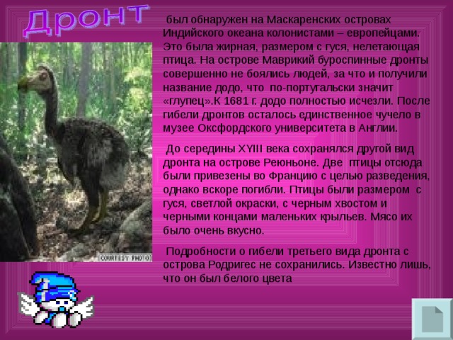  был обнаружен на Маскаренских островах Индийского океана колонистами – европейцами. Это была жирная, размером с гуся, нелетающая птица. На острове Маврикий буроспинные дронты совершенно не боялись людей, за что и получили название додо, что по-португальски значит «глупец».К 1681 г. додо полностью исчезли. После гибели дронтов осталось единственное чучело в музее Оксфордского университета в Англии.  До середины XYIII века сохранялся другой вид дронта на острове Реюньоне. Две птицы отсюда были привезены во Францию с целью разведения, однако вскоре погибли. Птицы были размером с гуся, светлой окраски, с черным хвостом и черными концами маленьких крыльев. Мясо их было очень вкусно.  Подробности о гибели третьего вида дронта с острова Родригес не сохранились. Известно лишь, что он был белого цвета 