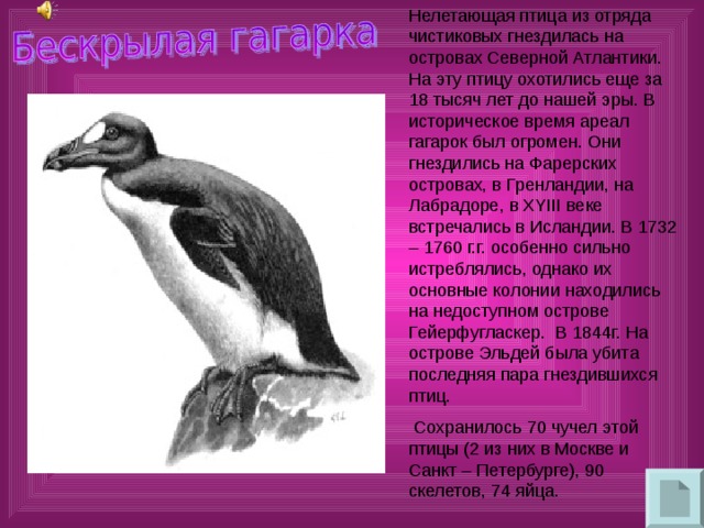 Нелетающая птица из отряда чистиковых гнездилась на островах Северной Атлантики. На эту птицу охотились еще за 18 тысяч лет до нашей эры. В историческое время ареал гагарок был огромен. Они гнездились на Фарерских островах, в Гренландии, на Лабрадоре, в XYIII веке встречались в Исландии. В 1732 – 1760 г.г. особенно сильно истреблялись, однако их основные колонии находились на недоступном острове Гейерфугласкер. В 1844г. На острове Эльдей была убита последняя пара гнездившихся птиц.  Сохранилось 70 чучел этой птицы (2 из них в Москве и Санкт – Петербурге), 90 скелетов, 74 яйца. 