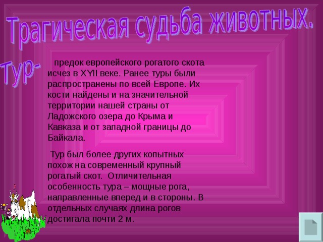   предок европейского рогатого скота исчез в XYII веке. Ранее туры были распространены по всей Европе. Их кости найдены и на значительной территории нашей страны от Ладожского озера до Крыма и Кавказа и от западной границы до Байкала.  Тур был более других копытных похож на современный крупный рогатый скот. Отличительная особенность тура – мощные рога, направленные вперед и в стороны. В отдельных случаях длина рогов достигала почти 2 м. 