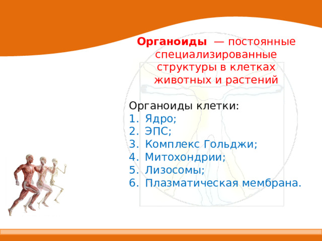 Органоиды   — постоянные специализированные структуры в клетках животных и растений Органоиды клетки: Ядро; ЭПС; Комплекс Гольджи; Митохондрии; Лизосомы; Плазматическая мембрана. 