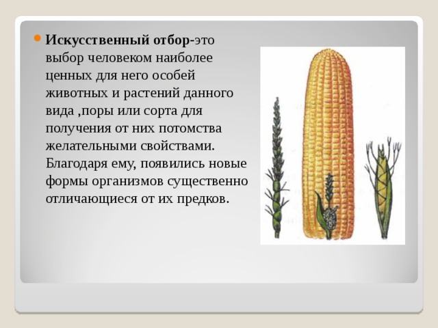 Искусственный отбор -это выбор человеком наиболее ценных для него особей животных и растений данного вида ,поры или сорта для получения от них потомства желательными свойствами. Благодаря ему, появились новые формы организмов существенно отличающиеся от их предков. 