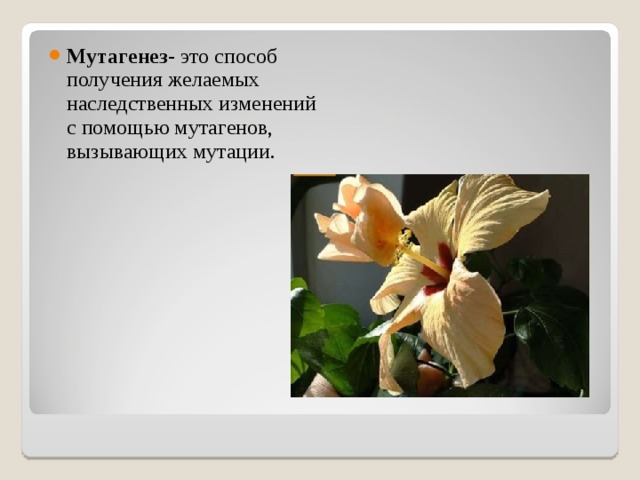 Мутагенез - это способ получения желаемых наследственных изменений с помощью мутагенов, вызывающих мутации. 