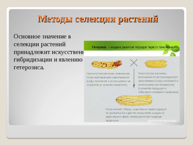  Методы селекции растений Основное значение в селекции растений принадлежит искусственной гибридизации и явлению гетерозиса. 