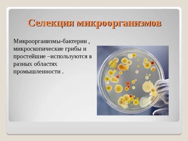 Селекция микроорганизмов Микроорганизмы-бактерии , микроскопические грибы и простейшие –используются в разных областях промышленности . 