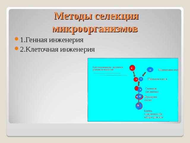  Методы селекция микроорганизмов 1.Генная инженерия 2.Клеточная инженерия  
