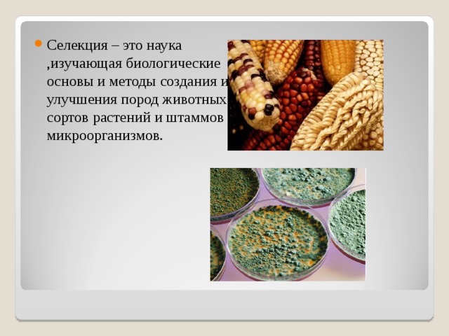 Селекция – это наука ,изучающая биологические основы и методы создания и улучшения пород животных, сортов растений и штаммов микроорганизмов. 