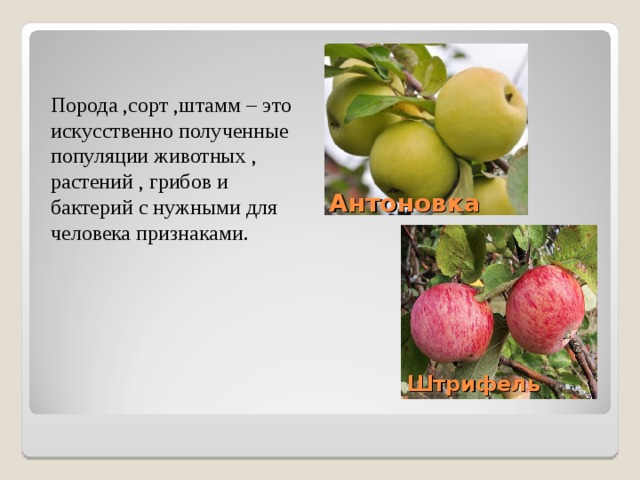 Антоновка        Штрифель Порода ,сорт ,штамм – это искусственно полученные популяции животных , растений , грибов и бактерий с нужными для человека признаками. 