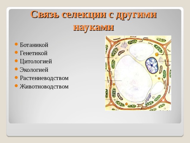 Связь селекции с другими науками Ботаникой Генетикой Цитологией Экологией Растениеводством Животноводством   