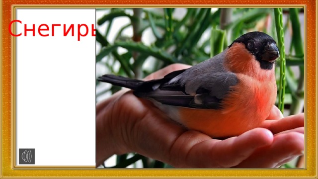 Снегирь 