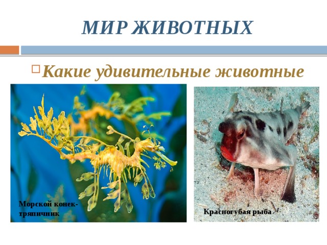 МИР ЖИВОТНЫХ Какие удивительные животные Морской конек-тряпичник Красногубая рыба 