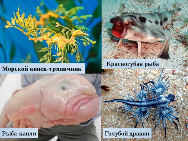 Красногубая рыба Морской конек-тряпичник Рыба-капля Голубой дракон 