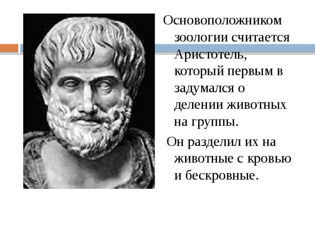 Основоположником зоологии считается Аристотель, который первым в задумался о делении животных на группы.  Он разделил их на животные с кровью и бескровные. 