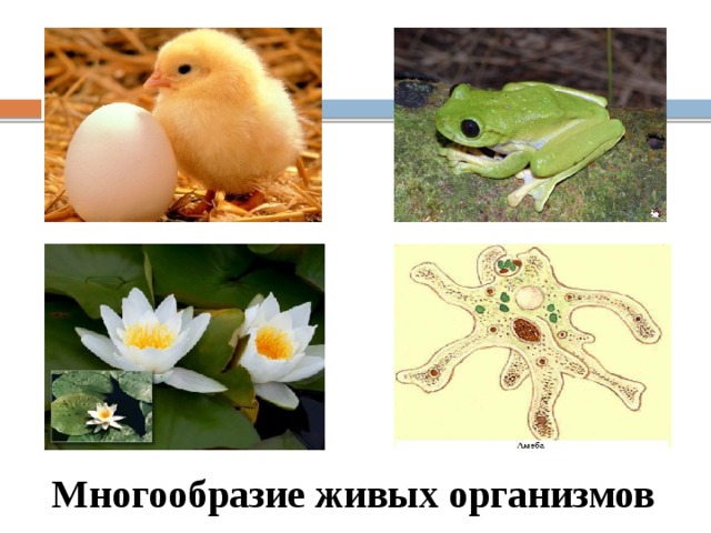 Все живые организмы делятся на две группы: одноклеточные и многоклеточные Многообразие живых организмов  
