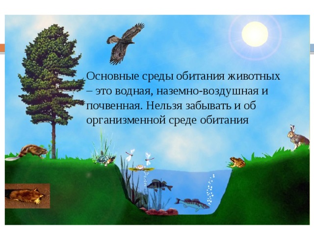 Среды жизни и места обитания Основные среды обитания животных – это водная, наземно-воздушная и почвенная. Нельзя забывать и об организменной среде обитания 