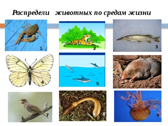 Распредели животных по средам жизни 3 1 2 4 6 5 8 9 7 