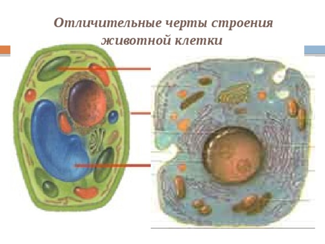 Отличительные черты строения животной клетки 