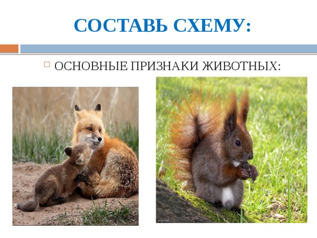 СОСТАВЬ СХЕМУ: ОСНОВНЫЕ ПРИЗНАКИ ЖИВОТНЫХ: 
