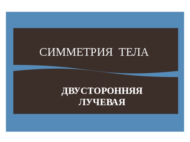 СИММЕТРИЯ ТЕЛА ДВУСТОРОННЯЯ ЛУЧЕВАЯ 
