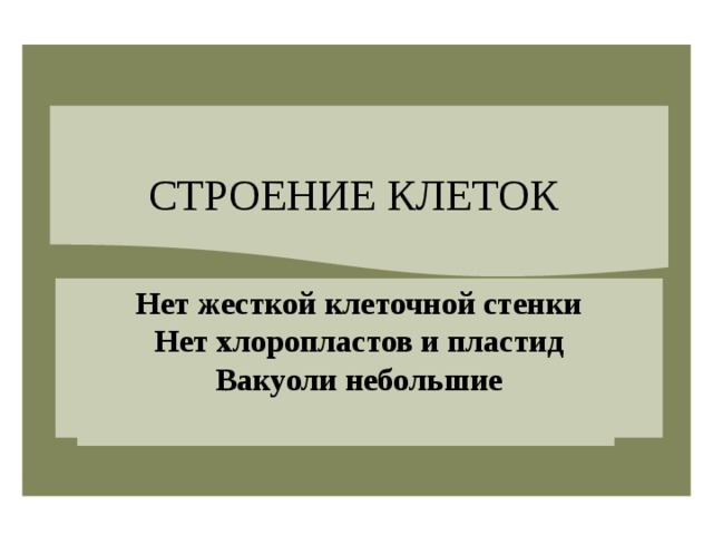 СТРОЕНИЕ КЛЕТОК Нет жесткой клеточной стенки Нет хлоропластов и пластид Вакуоли небольшие  