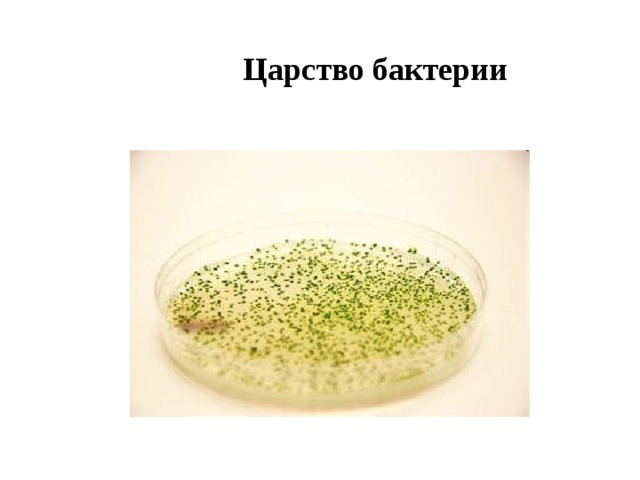 Царство бактерии 
