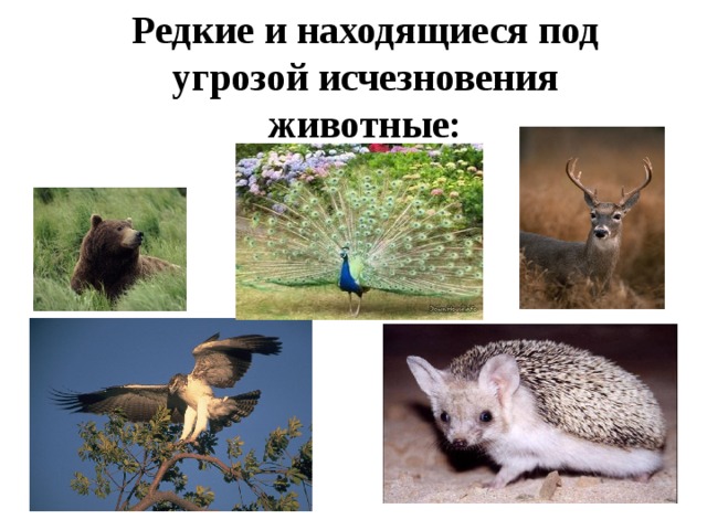 Редкие и находящиеся под угрозой исчезновения животные: 