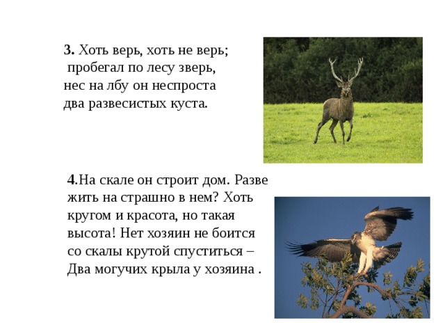 3. Хоть верь, хоть не верь;  пробегал по лесу зверь, нес на лбу он неспроста два развесистых куста.  4 .На скале он строит дом. Разве жить на страшно в нем? Хоть кругом и красота, но такая высота! Нет хозяин не боится со скалы крутой спуститься –Два могучих крыла у хозяина . 