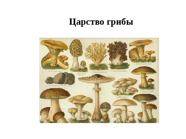 Царство грибы 