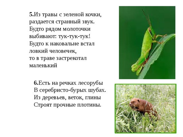 5. Из травы с зеленой кочки, раздается странный звук. Будто рядом молоточки выбивают: тук-тук-тук! Будто к наковальне встал ловкий человечек, то в траве застрекотал маленький  6. Есть на речках лесорубы В серебристо-бурых шубах. Из деревьев, веток, глины Строят прочные плотины.  