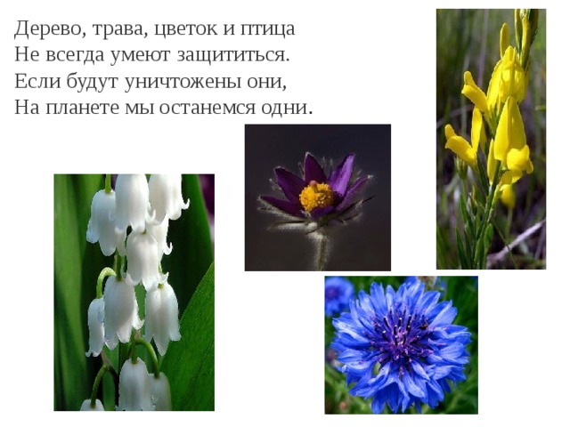 Дерево, трава, цветок и птица Не всегда умеют защититься. Если будут уничтожены они, На планете мы останемся одни . 