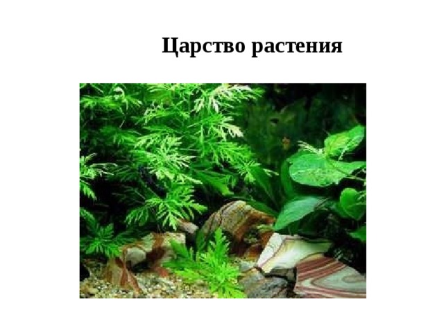 Царство растения 
