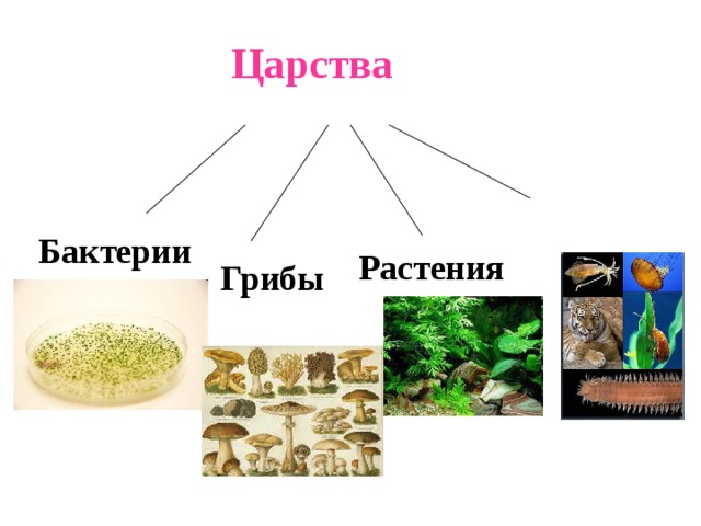 Царства   Бактерии Растения Грибы 
