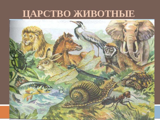 Царство животные 