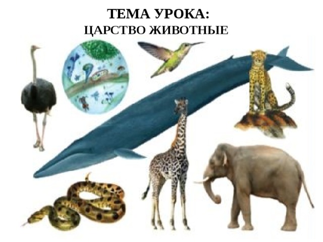 ТЕМА УРОКА: ЦАРСТВО ЖИВОТНЫЕ     