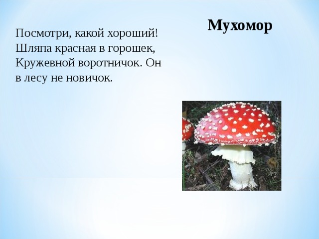 Мухомор Посмотри, какой хороший! Шляпа красная в горошек, Кружевной воротничок. Он в лесу не новичок.  