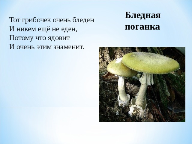 Бледная поганка Тот грибочек очень бледен И никем ещё не еден, Потому что ядовит И очень этим знаменит.  