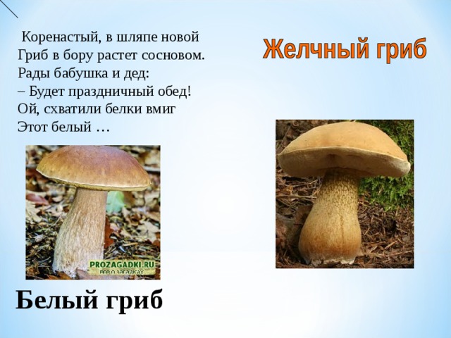  Коренастый, в шляпе новой Гриб в бору растет сосновом. Рады бабушка и дед: – Будет праздничный обед! Ой, схватили белки вмиг Этот белый …  Белый гриб  