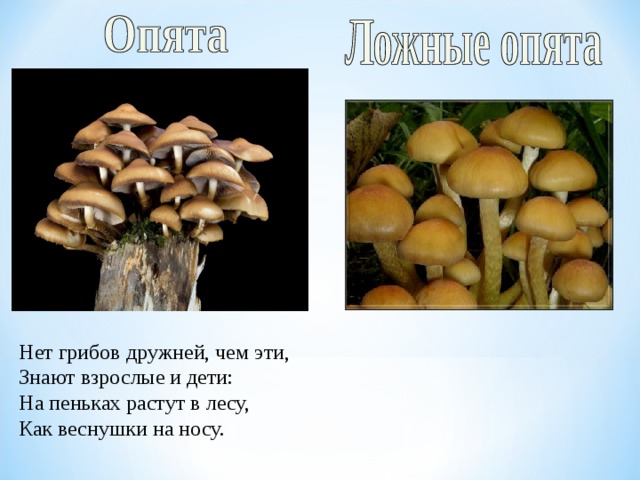 Нет грибов дружней, чем эти, Знают взрослые и дети: На пеньках растут в лесу, Как веснушки на носу.  
