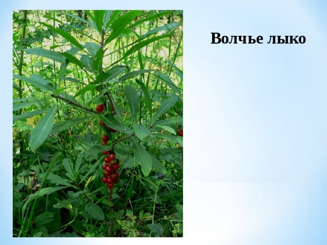 Волчье лыко  