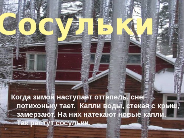 Сосульки         Когда зимой наступает оттепель, снег потихоньку тает.  Капли воды, стекая с крыш, замерзают. На них натекают новые капли.  Так растут сосульки. 