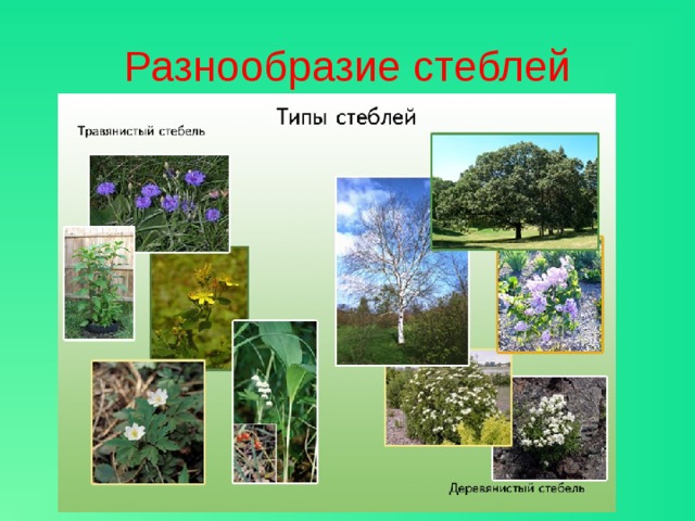 Разнообразие  стеблей 