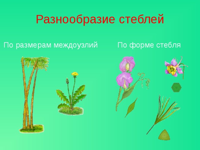 Разнообразие стеблей По размерам междоузлий По форме стебля Ты, конечно, помнишь, что по размерам междоузлий побеги бывают удлиненные и укороченные. Стебель удлиненного побега состоит из узлов и междоузлий, а стебель укороченного побега – только из узлов. Форма стеблей разных растений может значительно отличаться. Так, стебель папируса, растущего по берегам Нила, имеет в поперечном сечении форму треугольника. А стебель душистого горошка 