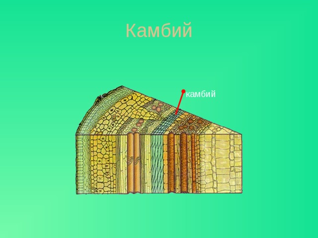 Камбий камбий Если снять кору, вместе с которой снимется и слой луба, на поверхности оголенной ветки окажется влага. Что это? Это мы с тобой повредили нежные клетки камбия. Камбий тонким слоем располагается между лубом и древесиной. Часто его толщина – всего один слой клеток. Камбий обеспечивает образование новых клеток луба и древесины, именно таким образом стебель растет в толщину.  