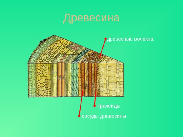 Древесина древесные волокна За слоем камбия располагается древесина. Она, как и луб, состоит из разных клеток. Древесина образует наибольшую по размеру часть стебля. Основной 