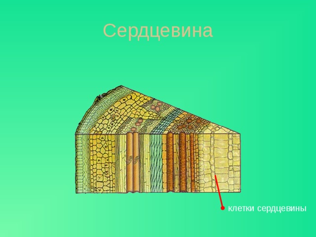 Сердцевина Самое большое количество питательных веществ запасают в стебле клетки сердцевины. Сердцевина образована крупными клетками, которые имеют тонкие оболочки. Клетки расположены рыхло. клетки сердцевины  